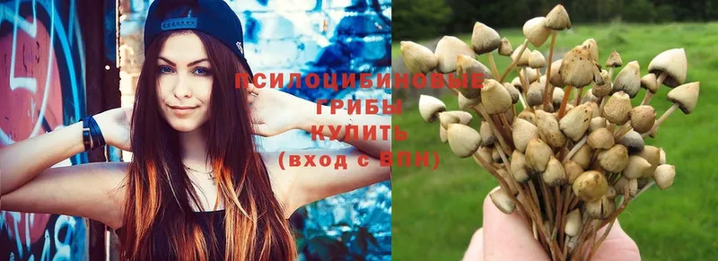 Галлюциногенные грибы Psilocybe  где купить наркоту  Кузнецк 